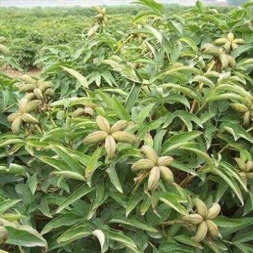 油用牡丹苗凤丹苗牡丹苗基地直销1-3年优选凤丹苗