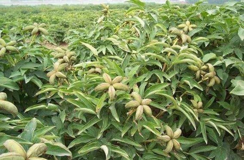 油用牡丹苗凤丹苗牡丹苗基地直销1-3年优选凤丹苗