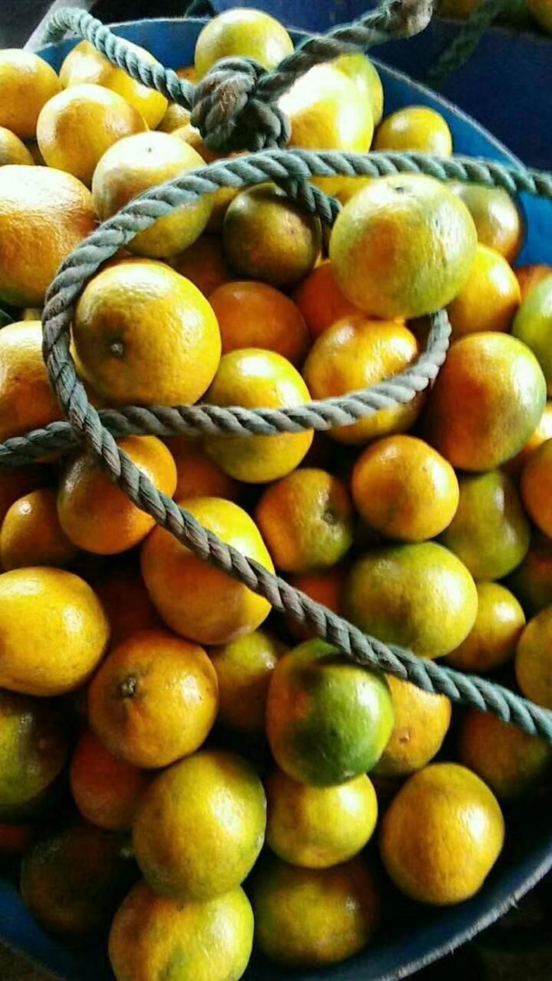 蜜橘大量现货有各种级别货货量充足，也可以产地供应