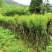 映山红树桩映山红高1.2米3到5杆直径3厘米以上