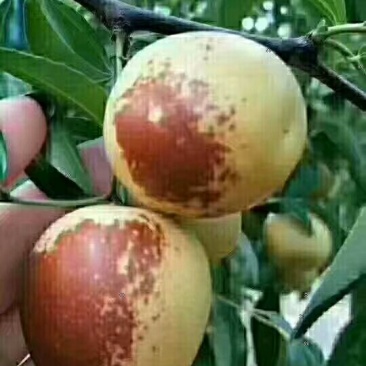 冬枣