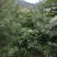出售乌龙头种子及刺嫩芽种子，免费提供刺嫩芽种植技术
