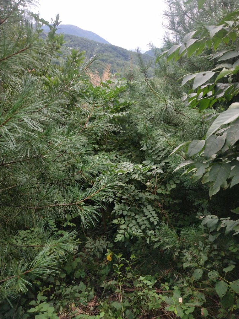 出售乌龙头种子及刺嫩芽种子，免费提供刺嫩芽种植技术