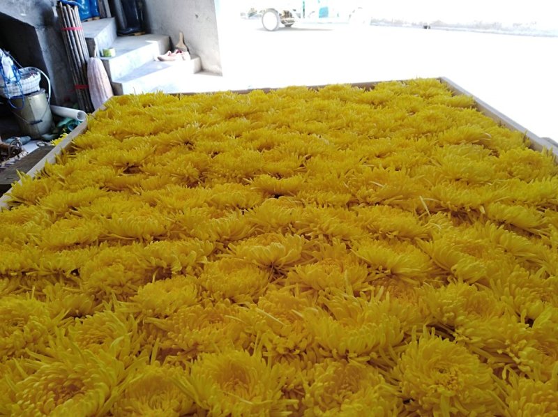 金丝皇菊