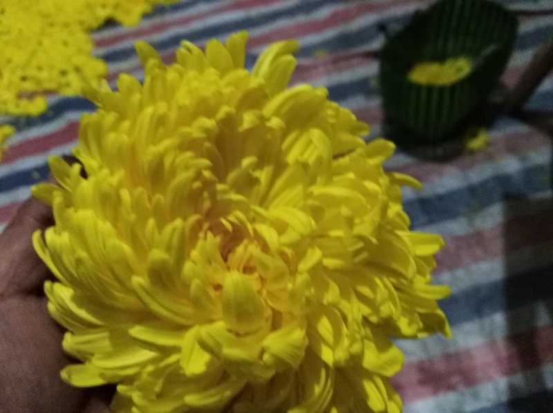 金丝皇菊