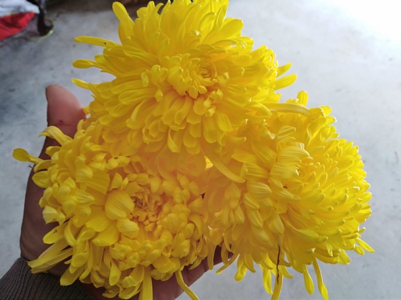 金丝皇菊