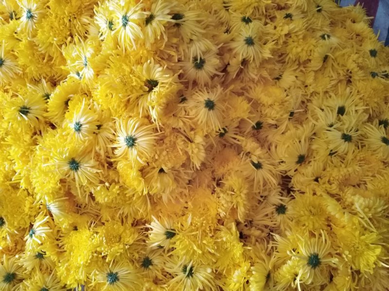 金丝皇菊