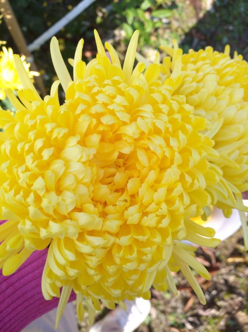 金丝皇菊
