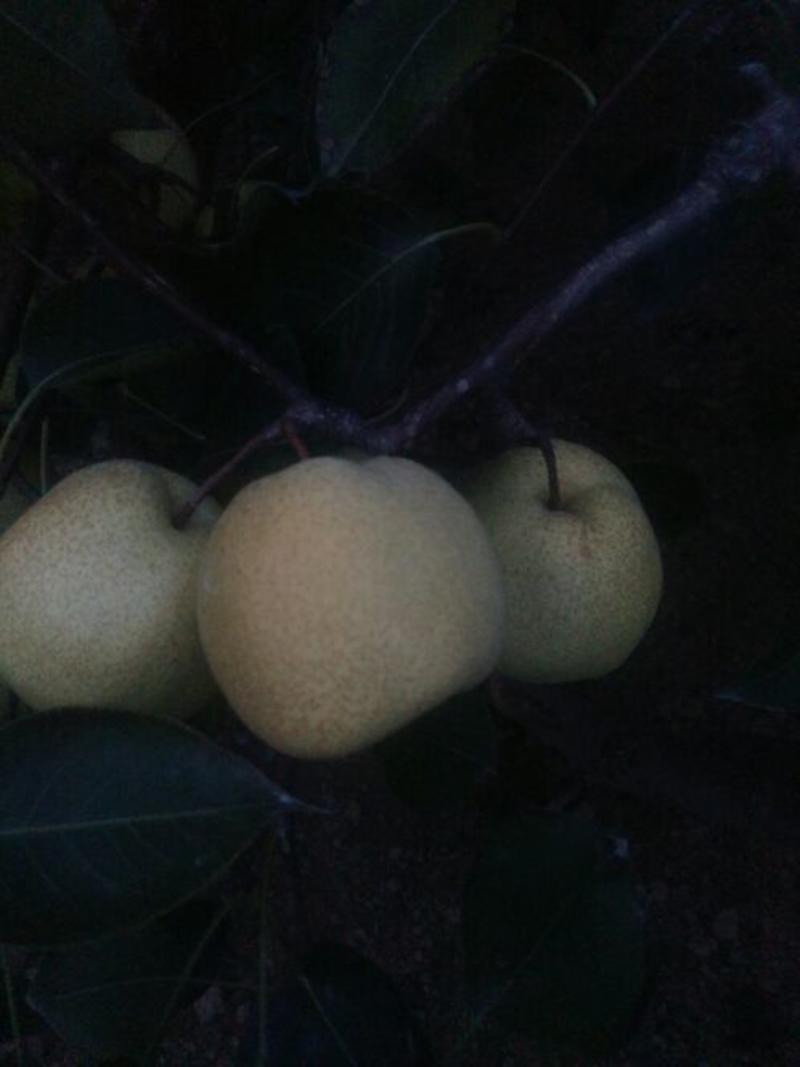 砀山酥梨，四两以上0.55元每斤半斤以上0.65