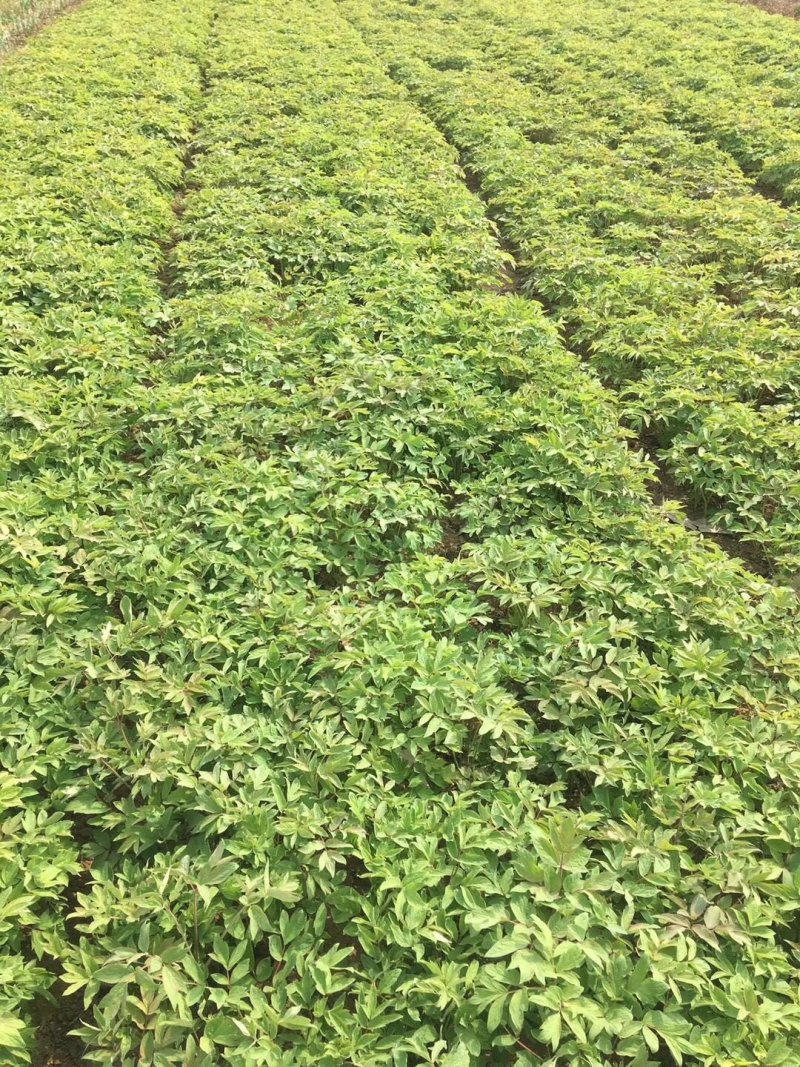 油用牡丹苗凤丹苗牡丹苗基地直销1-3年优选凤丹苗