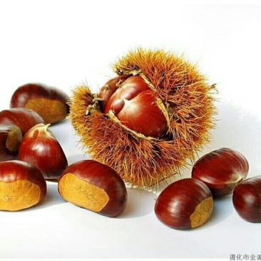 毛栗板栗