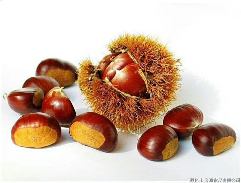 毛栗板栗