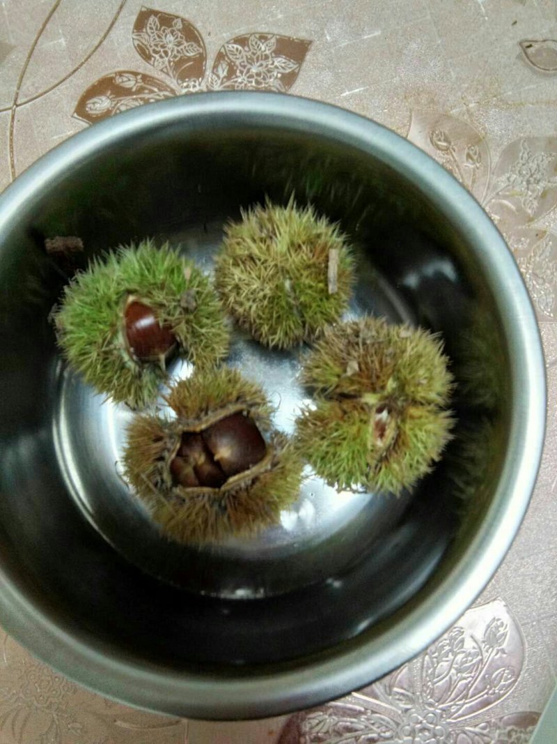 毛栗板栗