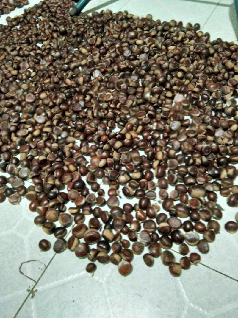 毛栗板栗