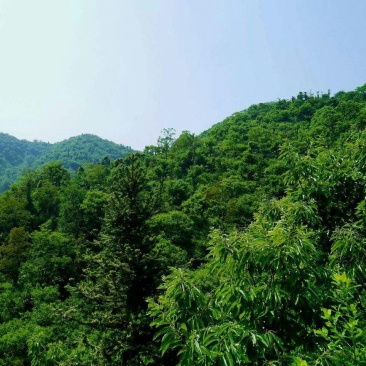 确山县350亩山林转让山林承包忍痛割爱先到先得