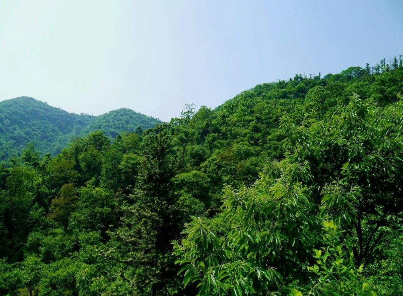 确山县350亩山林转让山林承包忍痛割爱先到先得