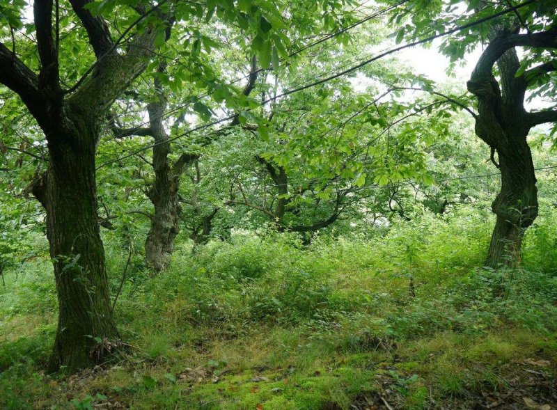 确山县350亩山林转让山林承包忍痛割爱先到先得
