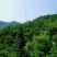 驻马店市确山县350亩有林山转让转包机会难得先到先得