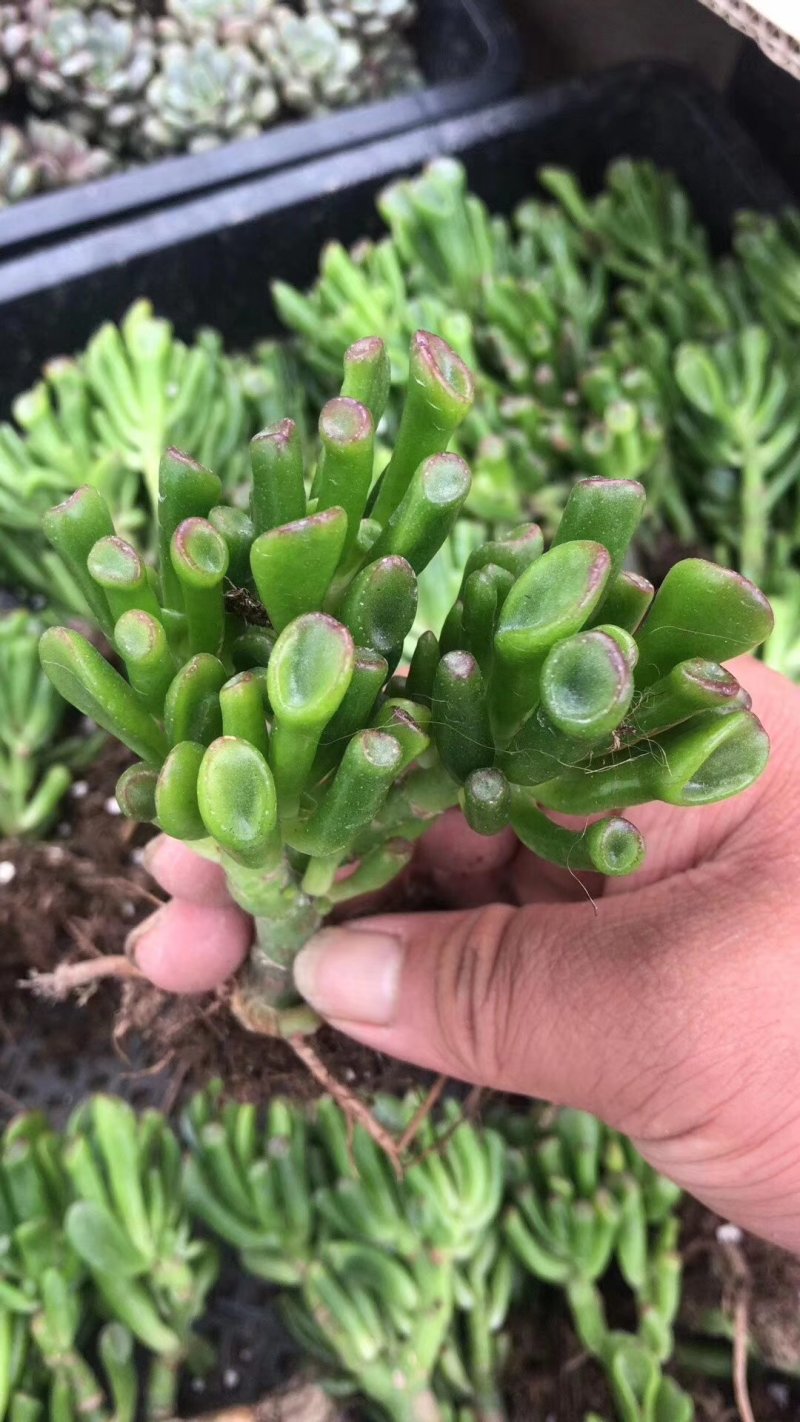 纯正吸财树老桩
