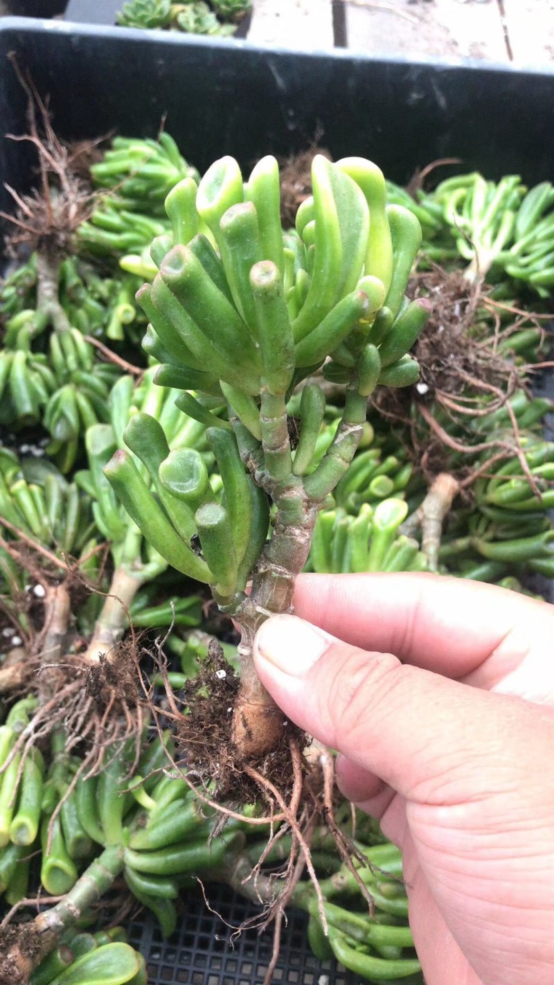 纯正吸财树老桩