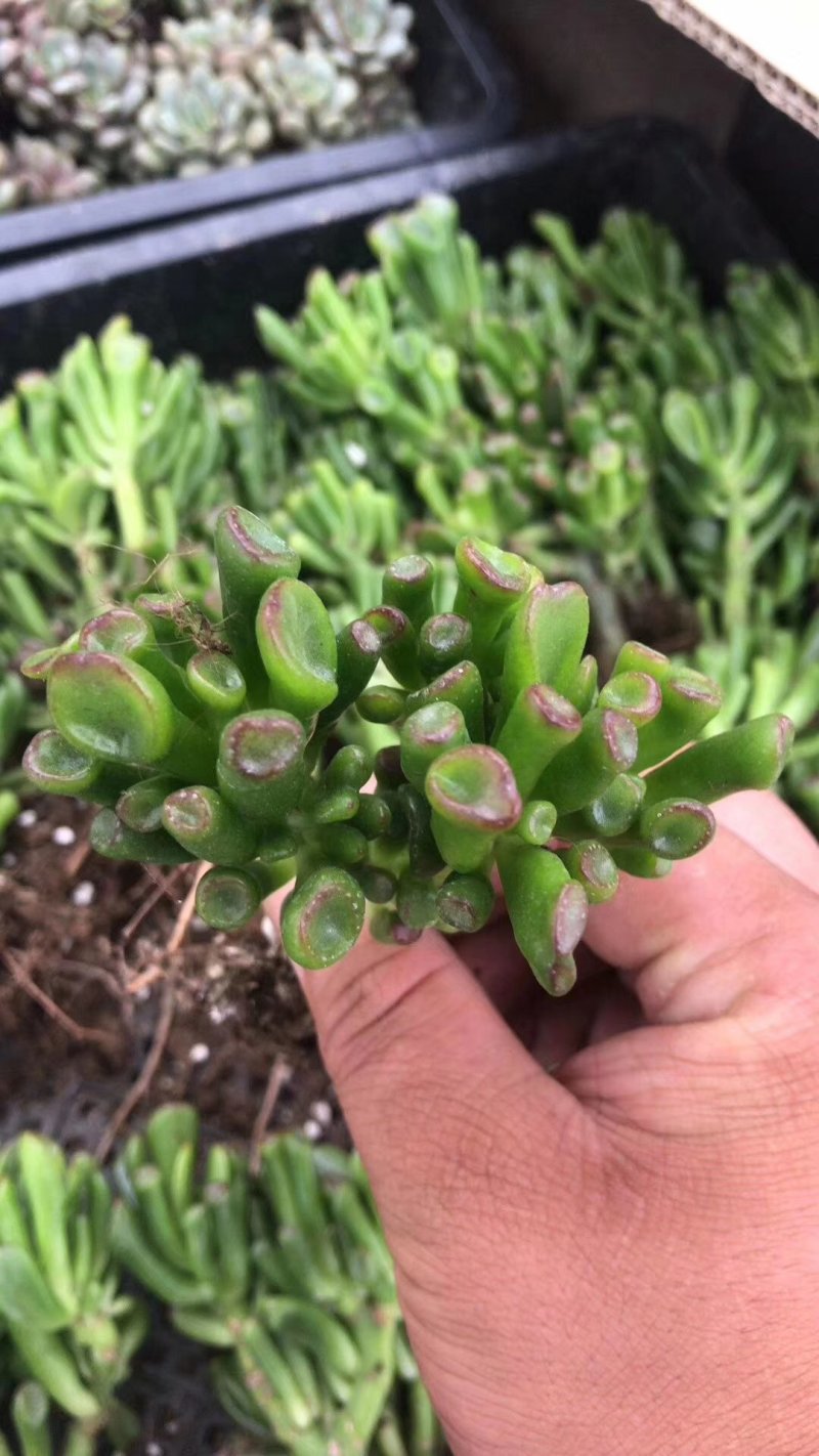 纯正吸财树老桩