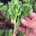 纯正吸财树老桩