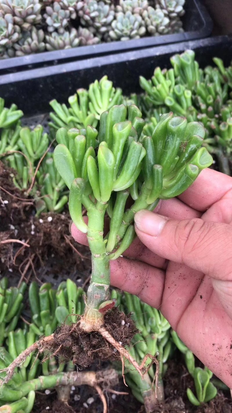 纯正吸财树老桩