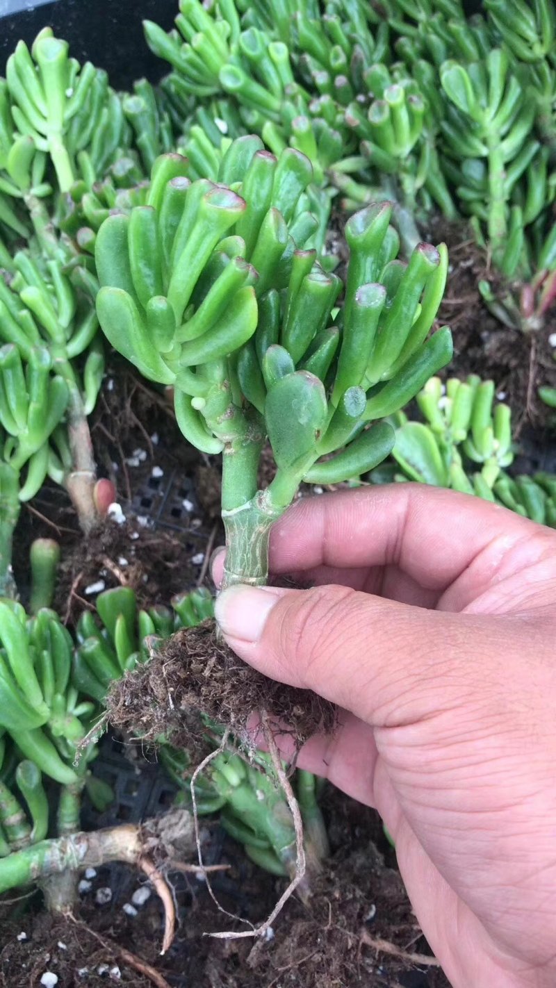 纯正吸财树老桩