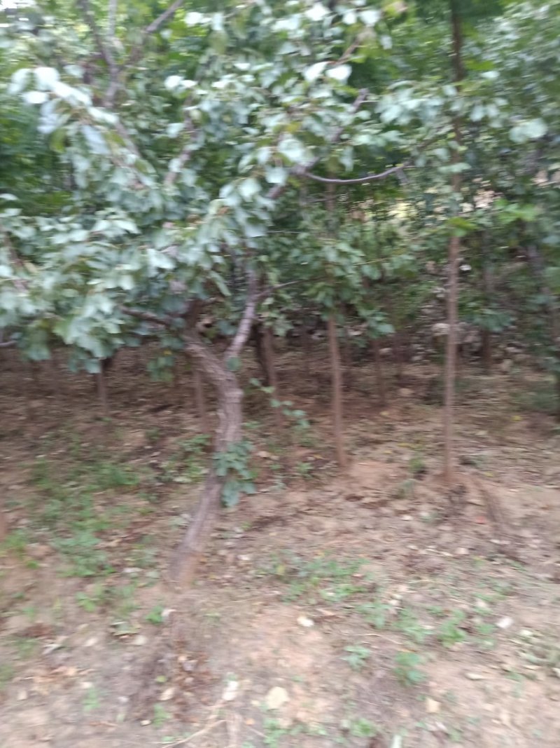 栾树