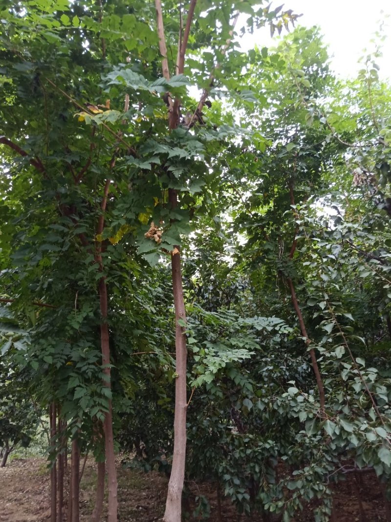 栾树