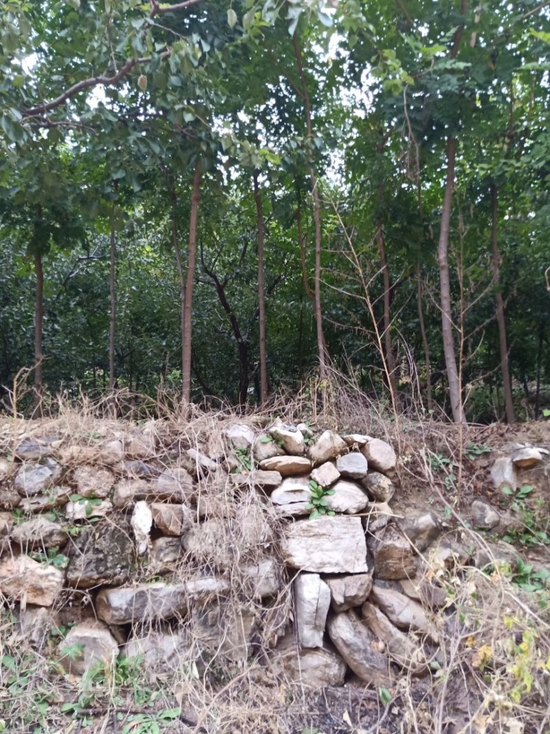 栾树