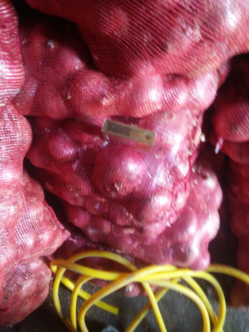 精品红皮二红洋葱，大量上市啦！