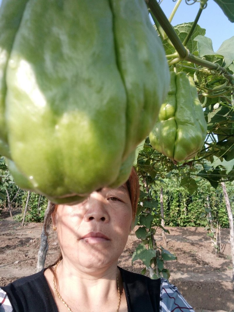佛手瓜代收