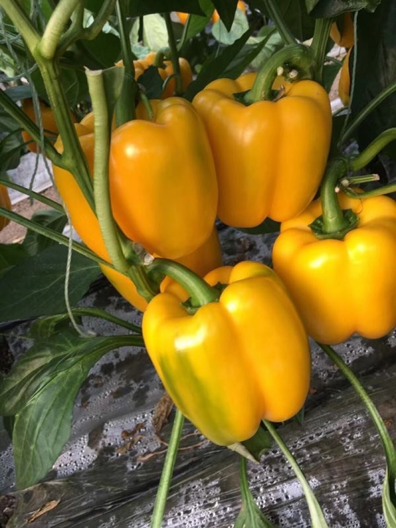 彩椒苗红彩椒苗黄彩椒苗甜椒苗曼迪黄太极高产品种荷兰