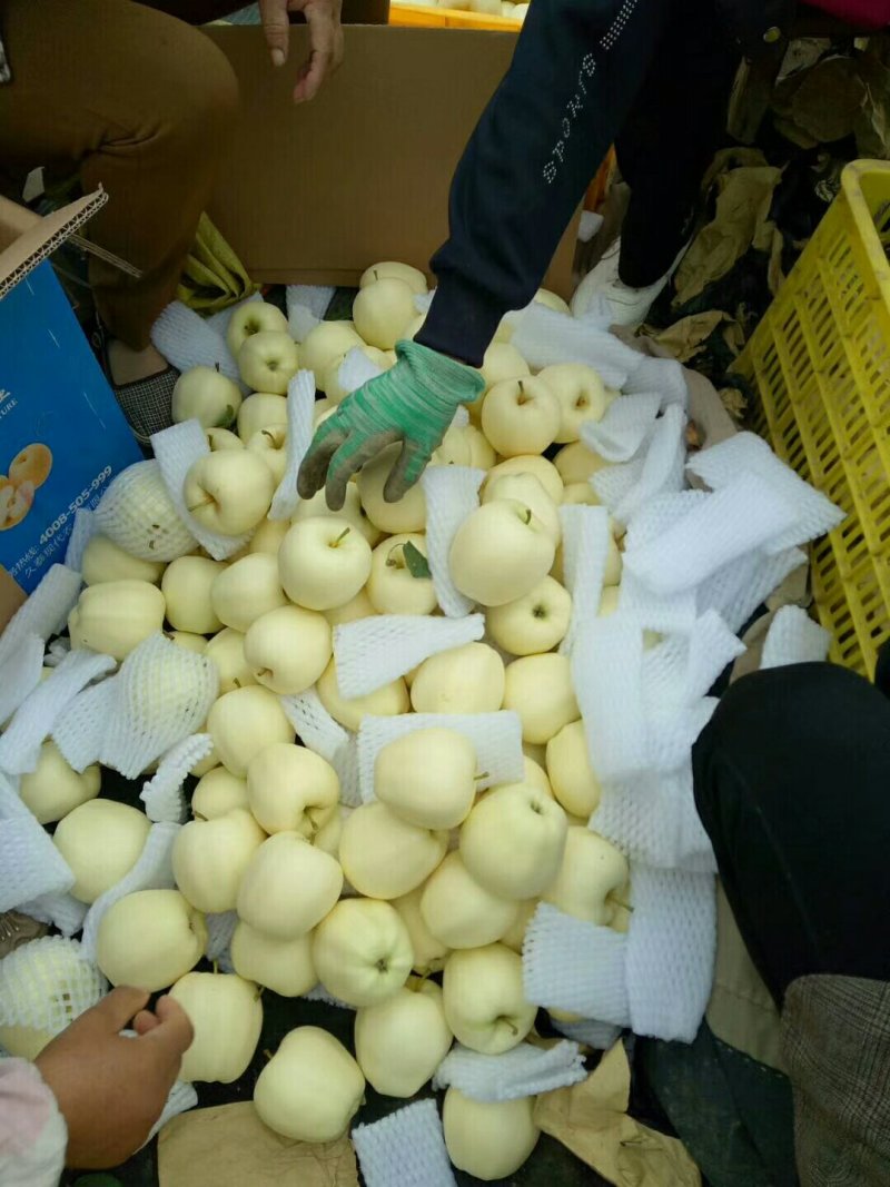 黄元帅（别称：白果）