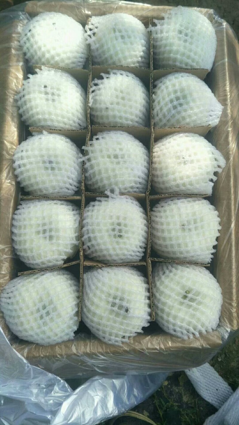 黄元帅（别称：白果）