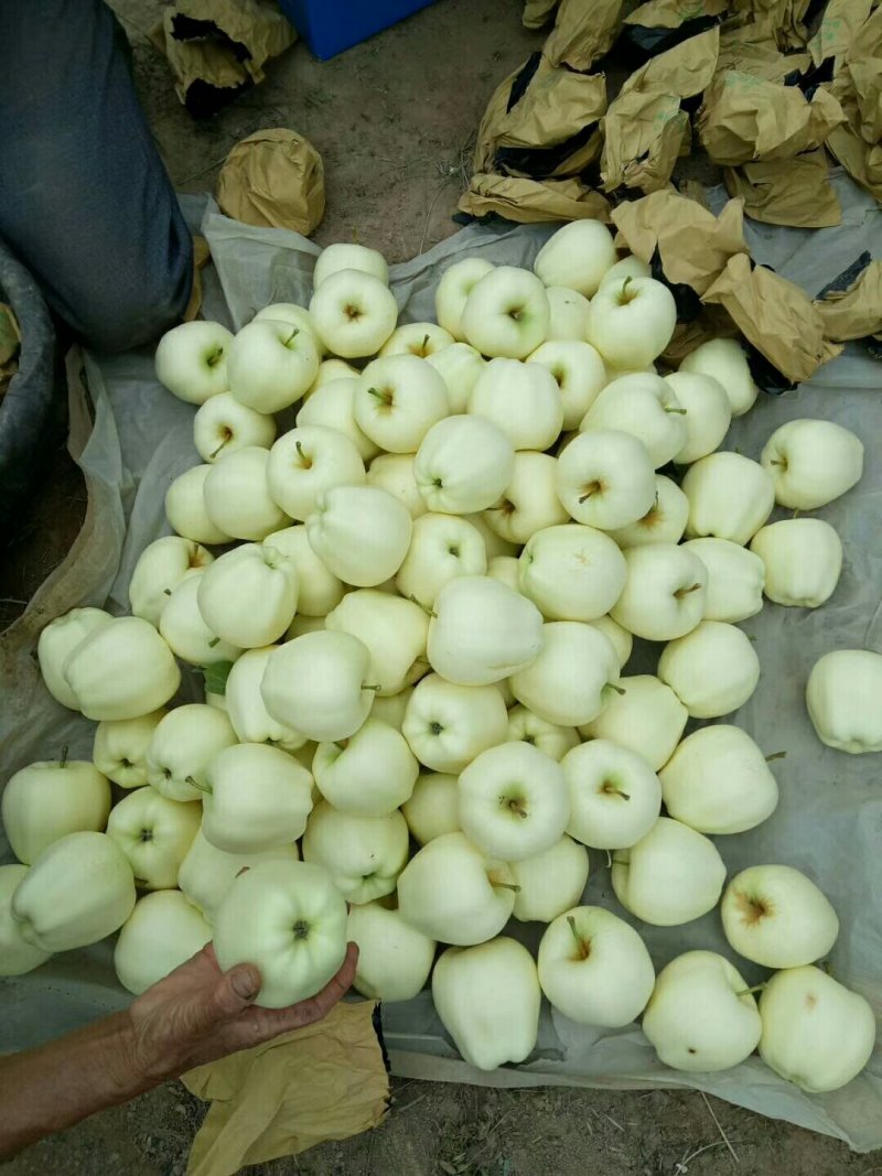 黄元帅（别称：白果）