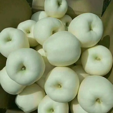 黄元帅（别称：白果）