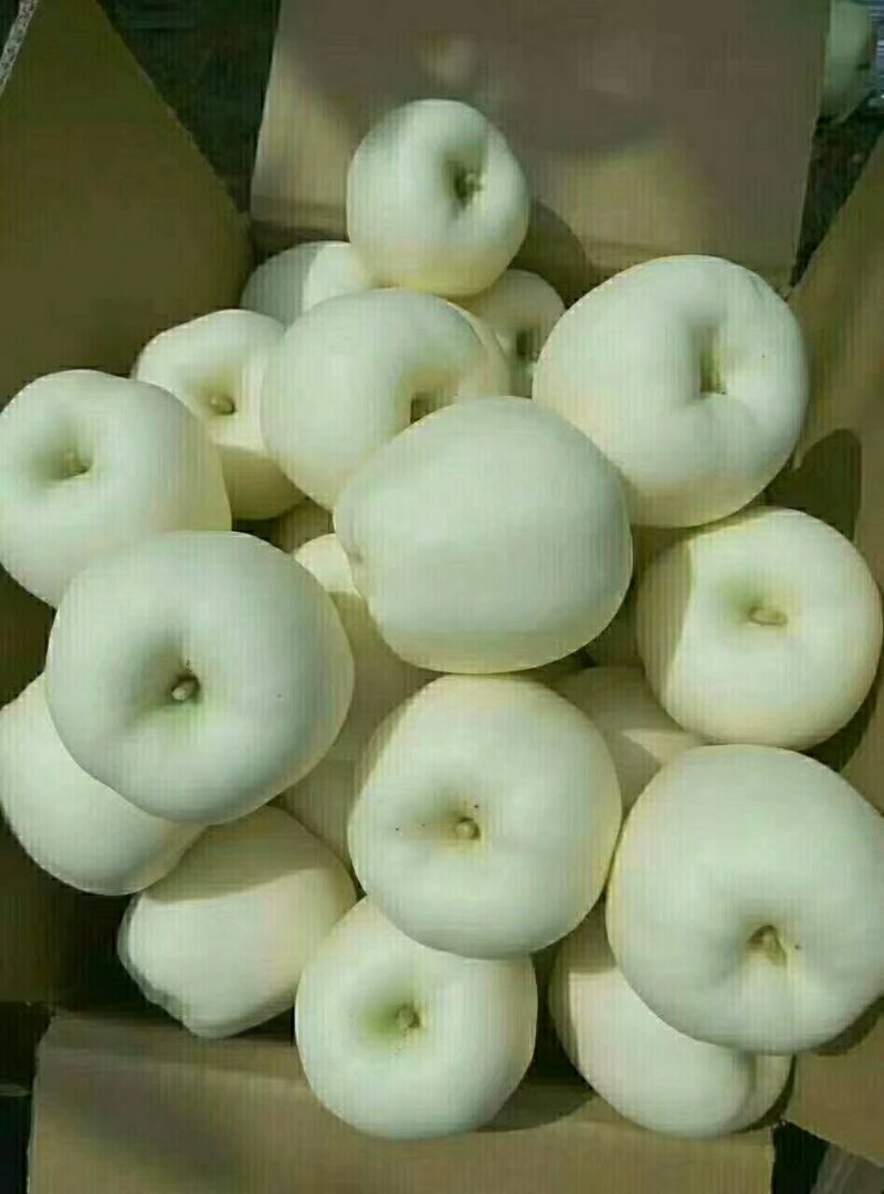 黄元帅（别称：白果）