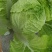大白菜
