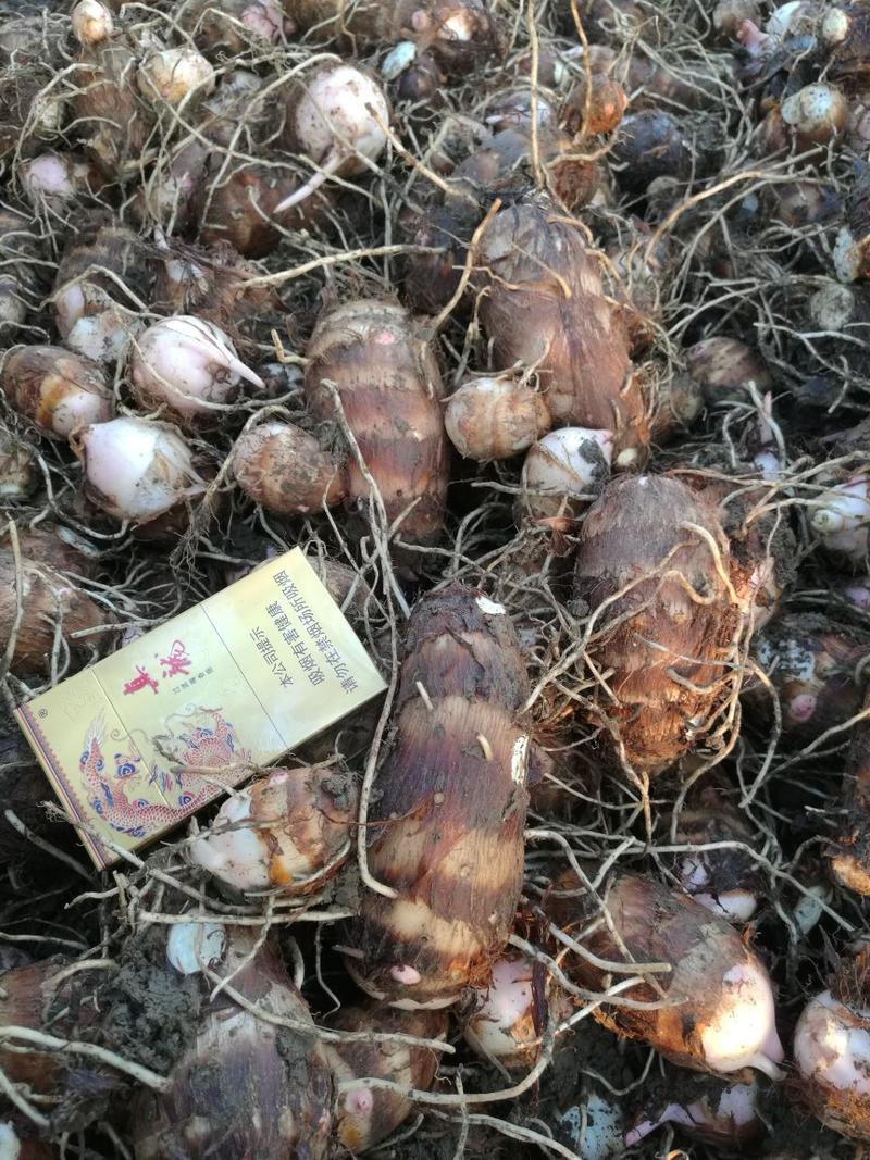 【推荐】万亩精品红芽芋头芋仔芋母规格齐全质量保证