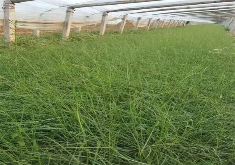 基地直供精品粉黛乱子草花海造型绿化工程