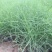 基地直供精品粉黛乱子草花海造型绿化工程