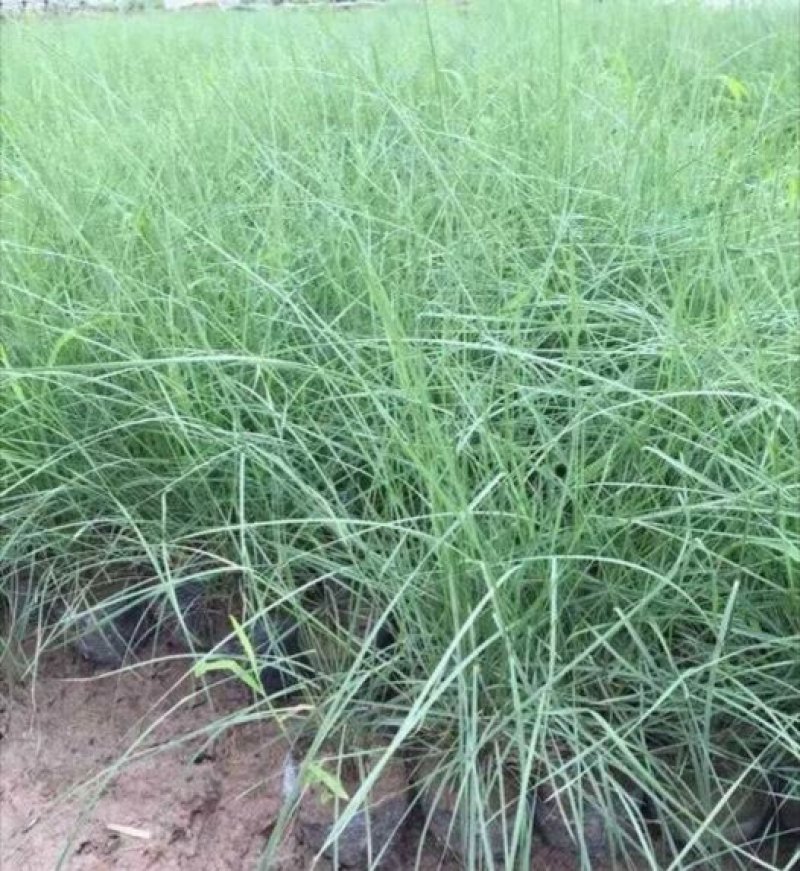 基地直供精品粉黛乱子草花海造型绿化工程