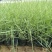 基地直供精品粉黛乱子草花海造型绿化工程