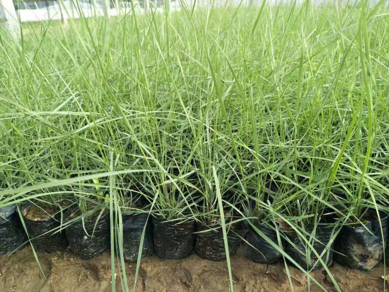 基地直供精品粉黛乱子草花海造型绿化工程