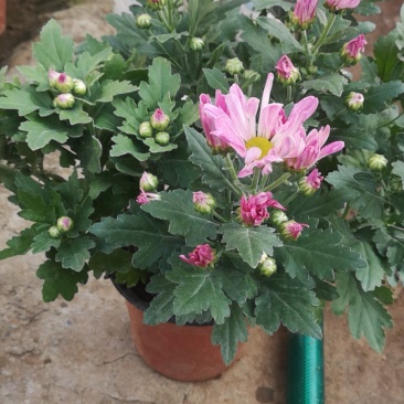 精品菊花