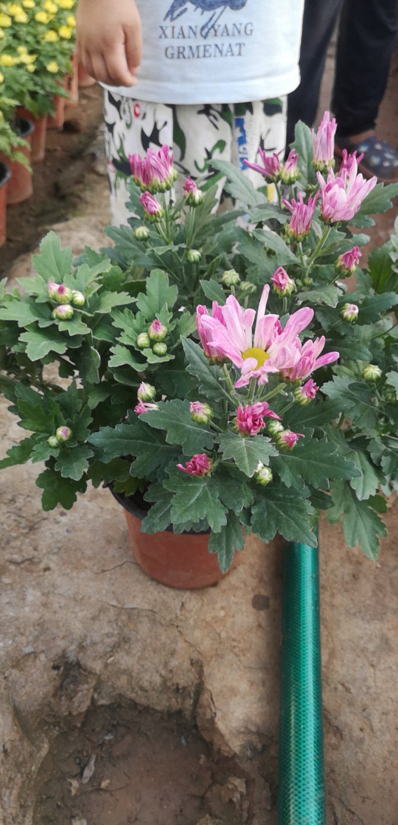 精品菊花