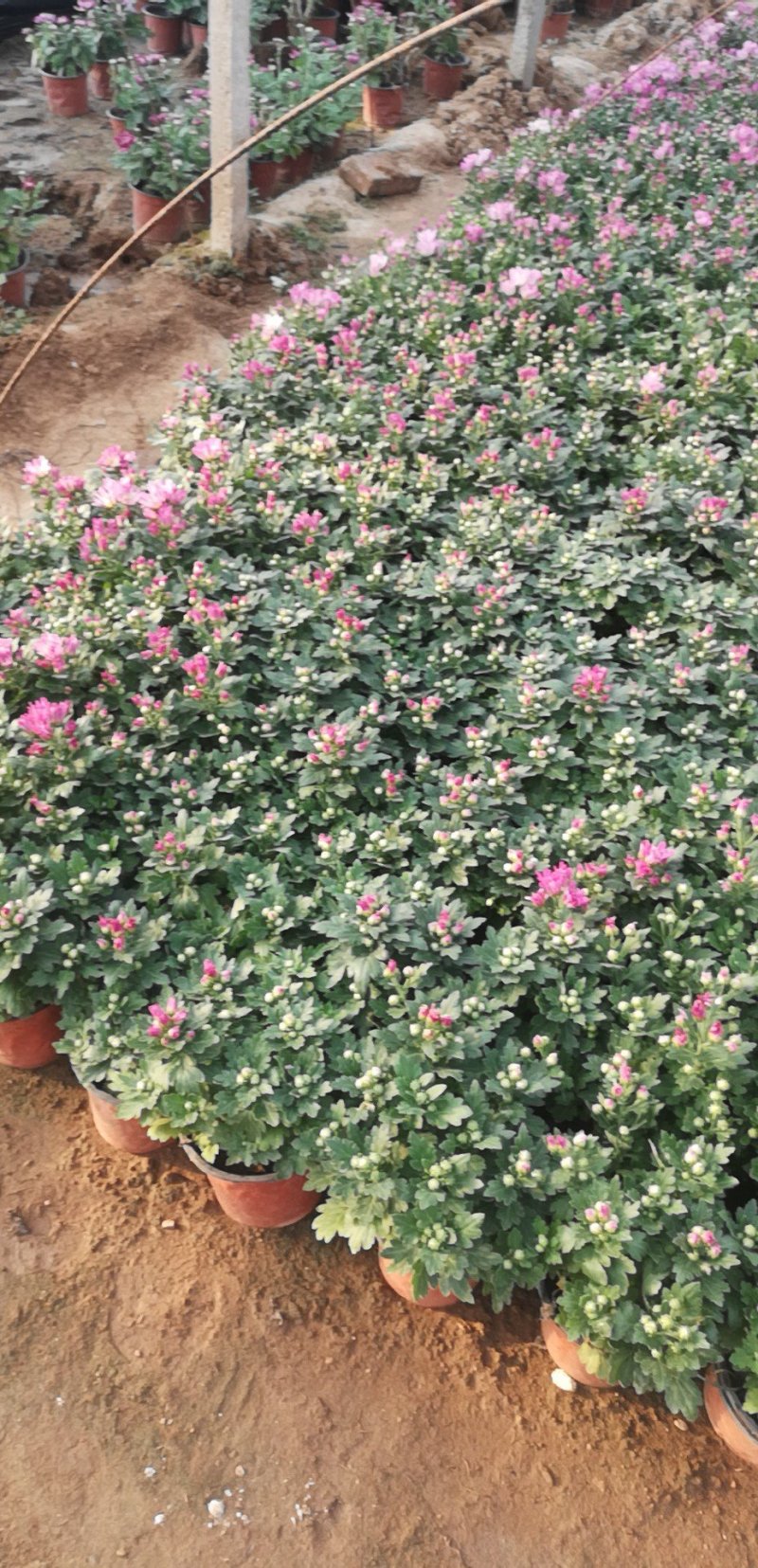 精品菊花