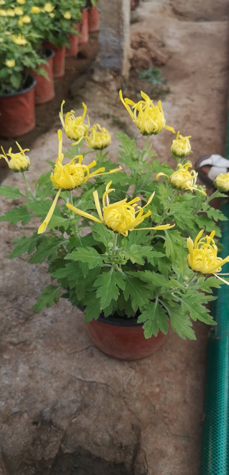 精品菊花
